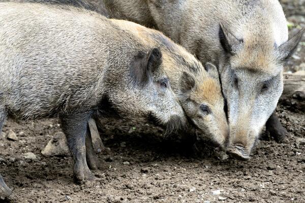 Bild vergrößern: Informationen zur Afrikanischen Schweinepest
