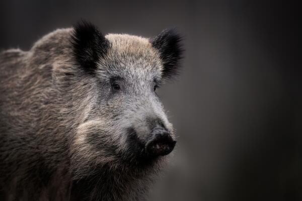 Bild vergr&ouml;&szlig;ern: Wildschwein