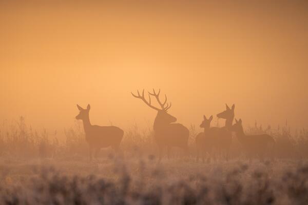 Bild vergr&ouml;&szlig;ern: eine Gruppe Rehe und ein Hirsch im Nebel