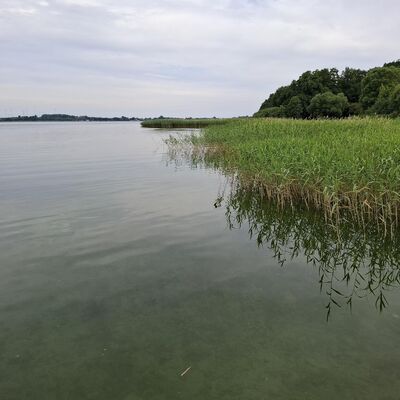 Bild vergr&ouml;&szlig;ern: Blaualgen