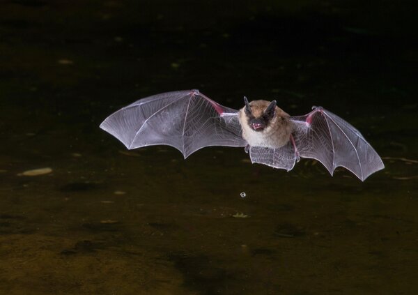 Bild vergr&ouml;&szlig;ern: Fledermaus