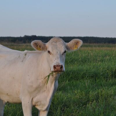 Bild vergr&ouml;&szlig;ern: Beweidung im Trockenpolder